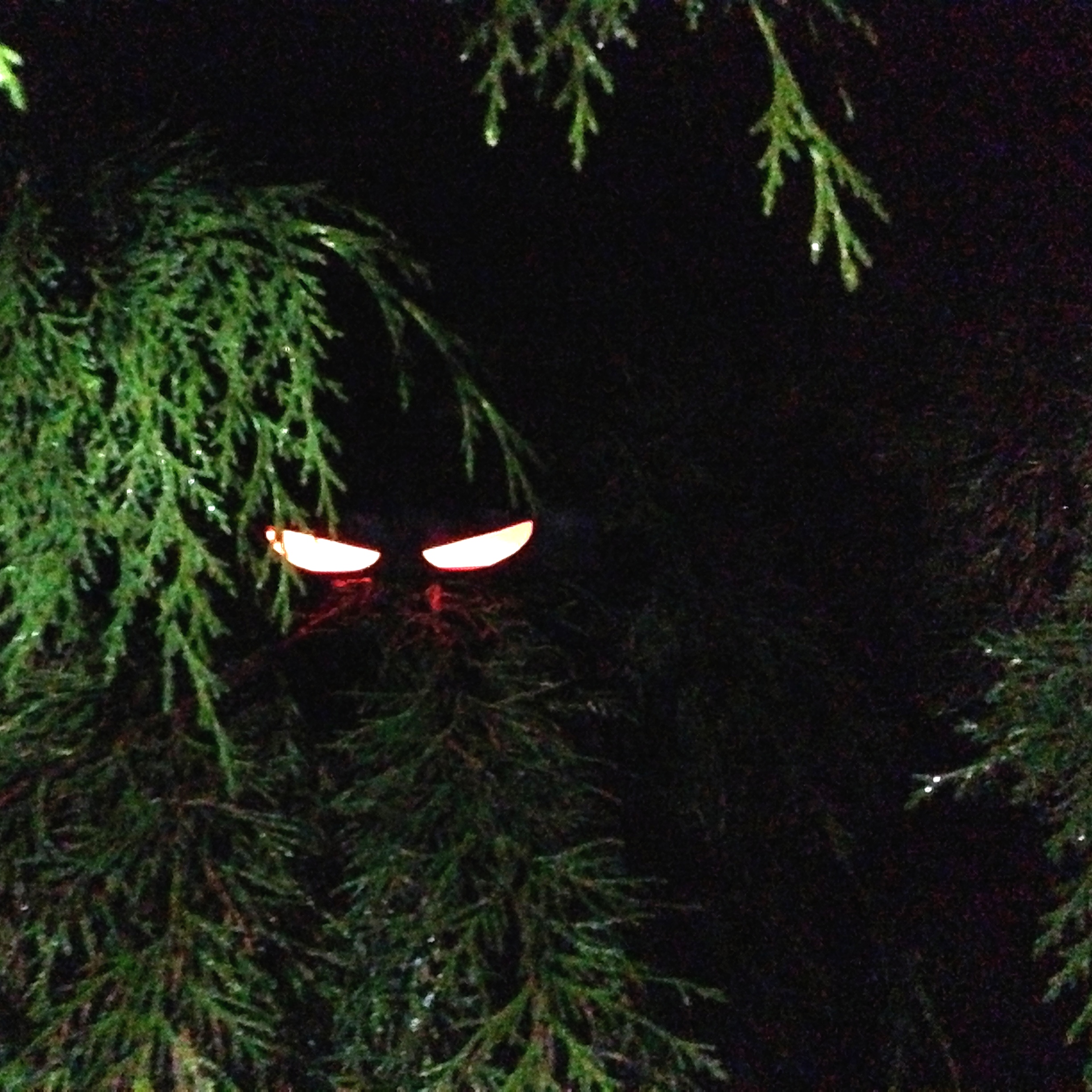 Glowing eyes next to hanging leaves