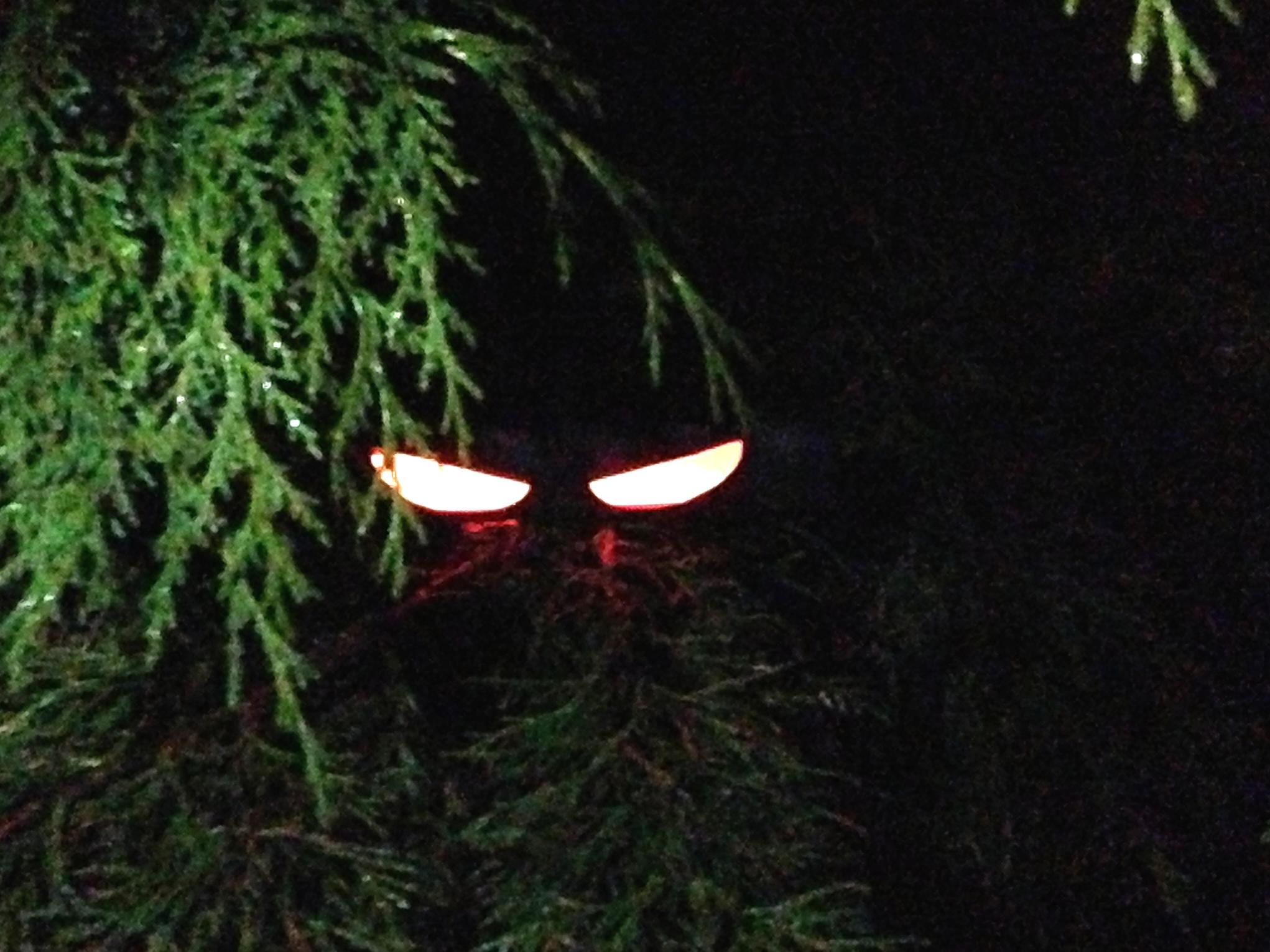 Glowing eyes next to hanging leaves